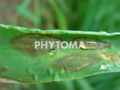 Rhynchosporium secalis